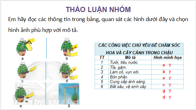 Giáo án điện tử Công nghệ lớp 4 Chân trời sáng tạo Bài 5: Chăm sóc hoa, cây cảnh trong chậu | PPT Công nghệ 4