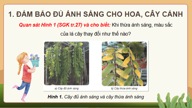 Giáo án điện tử Công nghệ lớp 4 Kết nối tri thức Bài 6: Chăm sóc hoa, cây cảnh trong chậu | PPT Công nghệ 4