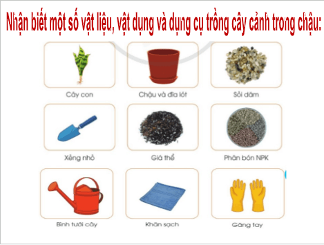 Giáo án điện tử Công nghệ lớp 4 Cánh diều Bài 7: Trồng và chăm sóc cây cảnh trong chậu | PPT Công nghệ 4