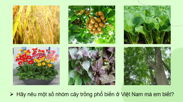 Giáo án điện tử Công nghệ 7 Kết nối tri thức Bài 1: Giới thiệu về trồng trọt | PPT Công nghệ 7