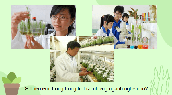 Giáo án điện tử Công nghệ 7 Kết nối tri thức Bài 1: Giới thiệu về trồng trọt | PPT Công nghệ 7