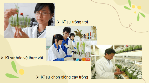 Giáo án điện tử Công nghệ 7 Kết nối tri thức Bài 1: Giới thiệu về trồng trọt | PPT Công nghệ 7