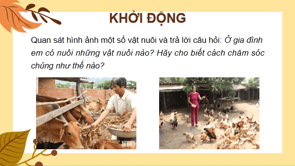 Giáo án điện tử Công nghệ 7 Kết nối tri thức Bài 10: Nuôi dưỡng và chăm sóc vật nuôi | PPT Công nghệ 7