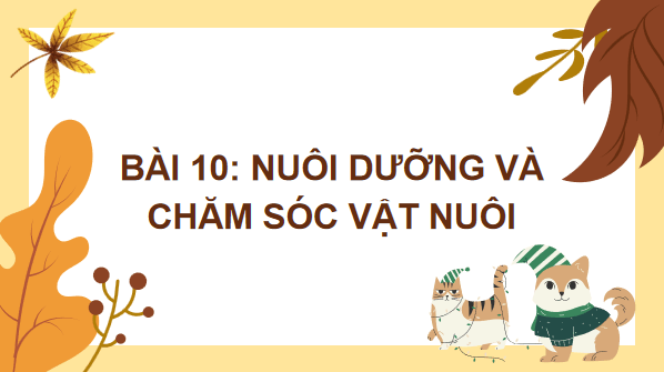 Giáo án điện tử Công nghệ 7 Kết nối tri thức Bài 10: Nuôi dưỡng và chăm sóc vật nuôi | PPT Công nghệ 7