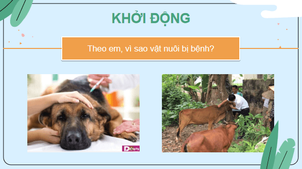 Giáo án điện tử Công nghệ 7 Kết nối tri thức Bài 11: Phòng và trị bệnh cho vật nuôi | PPT Công nghệ 7