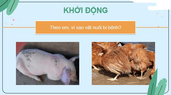 Giáo án điện tử Công nghệ 7 Kết nối tri thức Bài 11: Phòng và trị bệnh cho vật nuôi | PPT Công nghệ 7