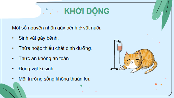 Giáo án điện tử Công nghệ 7 Kết nối tri thức Bài 11: Phòng và trị bệnh cho vật nuôi | PPT Công nghệ 7