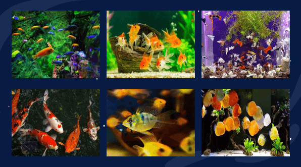 Giáo án điện tử Công nghệ 7 Kết nối tri thức Bài 16: Thực hành. Lập kế hoạch nuôi cá cảnh | PPT Công nghệ 7