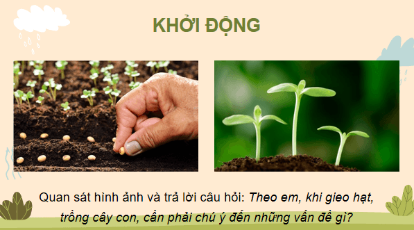 Giáo án điện tử Công nghệ 7 Kết nối tri thức Bài 3: Gieo trồng, chăm sóc và phòng trừ sâu, bệnh cho cây trồng | PPT Công nghệ 7