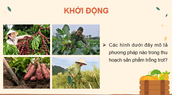 Giáo án điện tử Công nghệ 7 Kết nối tri thức Bài 4: Thu hoạch sản phẩm trồng trọt | PPT Công nghệ 7