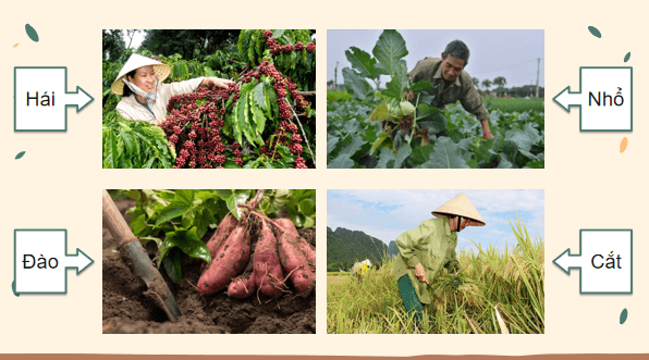 Giáo án điện tử Công nghệ 7 Kết nối tri thức Bài 4: Thu hoạch sản phẩm trồng trọt | PPT Công nghệ 7
