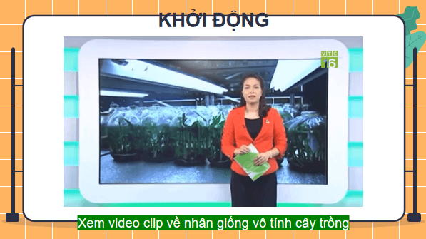Giáo án điện tử Công nghệ 7 Kết nối tri thức Bài 5: Nhân giống vô tính cây trồng | PPT Công nghệ 7