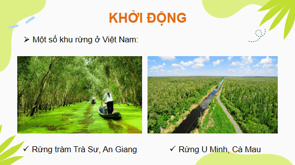 Giáo án điện tử Công nghệ 7 Kết nối tri thức Bài 7: Giới thiệu về rừng | PPT Công nghệ 7