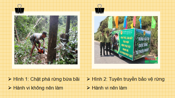 Giáo án điện tử Công nghệ 7 Kết nối tri thức Bài 8: Trồng, chăm sóc và bảo vệ rừng | PPT Công nghệ 7