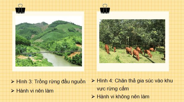 Giáo án điện tử Công nghệ 7 Kết nối tri thức Bài 8: Trồng, chăm sóc và bảo vệ rừng | PPT Công nghệ 7