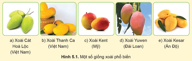 Giáo án Công nghệ 9 Cánh diều Bài 5: Kĩ thuật trồng và chăm sóc cây xoài