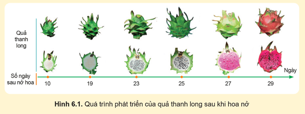 Giáo án Công nghệ 9 Cánh diều Bài 6: Kĩ thuật trồng và chăm sóc cây thanh long