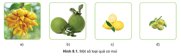 Giáo án Công nghệ 9 Cánh diều Bài 8: Kĩ thuật trồng và chăm sóc cây ăn quả có múi