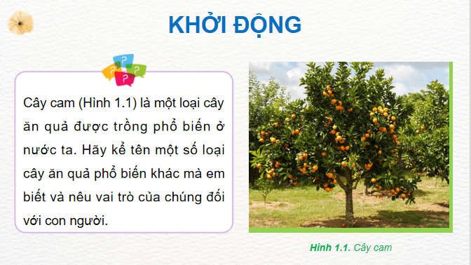 Giáo án điện tử Công nghệ 9 Kết nối tri thức Bài 1: Giới thiệu chung về cây ăn quả | PPT Công nghệ 9