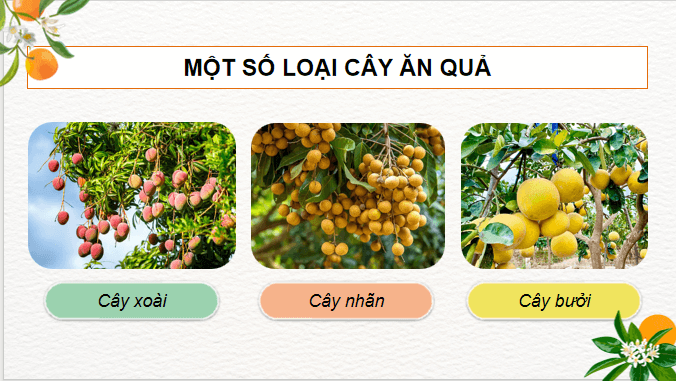 Giáo án điện tử Công nghệ 9 Kết nối tri thức Bài 1: Giới thiệu chung về cây ăn quả | PPT Công nghệ 9