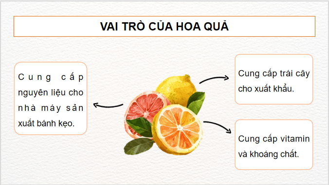 Giáo án điện tử Công nghệ 9 Kết nối tri thức Bài 1: Giới thiệu chung về cây ăn quả | PPT Công nghệ 9