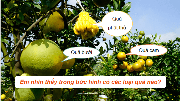 Giáo án điện tử Công nghệ 9 Cánh diều Bài 2: Nhân giống vô tính cây ăn quả và thực hành nhân giống cây ăn quả bằng phương pháp ghép đoạn cành | PPT Công nghệ 9