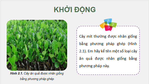 Giáo án điện tử Công nghệ 9 Kết nối tri thức Bài 2: Nhân giống vô tính cây ăn quả | PPT Công nghệ 9