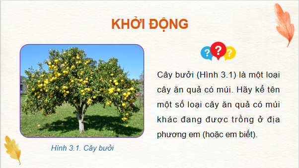 Giáo án điện tử Công nghệ 9 Kết nối tri thức Bài 3: Kĩ thuật trồng và chăm sóc cây ăn quả có múi | PPT Công nghệ 9