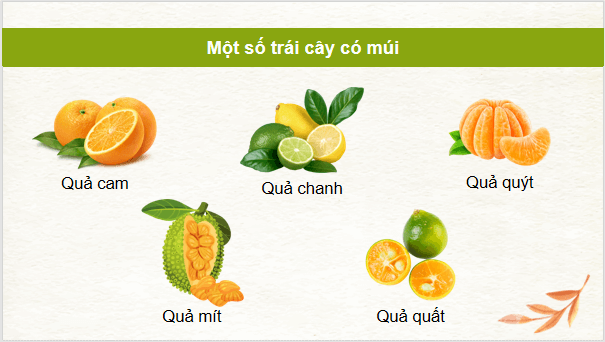 Giáo án điện tử Công nghệ 9 Kết nối tri thức Bài 3: Kĩ thuật trồng và chăm sóc cây ăn quả có múi | PPT Công nghệ 9