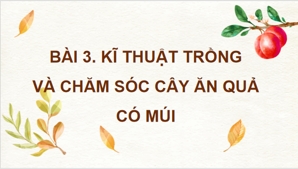 Giáo án điện tử Công nghệ 9 Kết nối tri thức Bài 3: Kĩ thuật trồng và chăm sóc cây ăn quả có múi | PPT Công nghệ 9