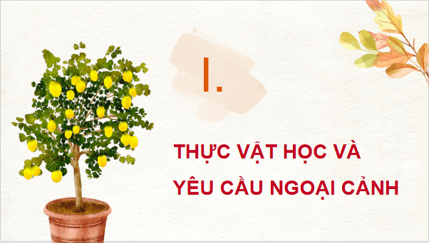 Giáo án điện tử Công nghệ 9 Kết nối tri thức Bài 3: Kĩ thuật trồng và chăm sóc cây ăn quả có múi | PPT Công nghệ 9