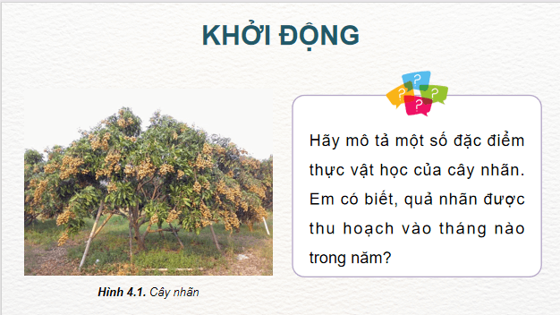 Giáo án điện tử Công nghệ 9 Kết nối tri thức Bài 4: Kĩ thuật trồng và chăm sóc cây nhãn | PPT Công nghệ 9