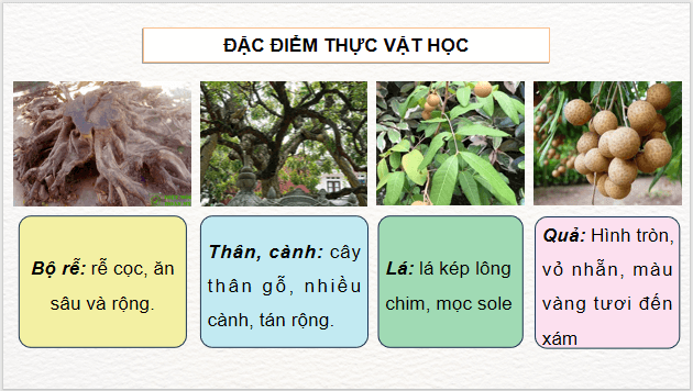 Giáo án điện tử Công nghệ 9 Kết nối tri thức Bài 4: Kĩ thuật trồng và chăm sóc cây nhãn | PPT Công nghệ 9