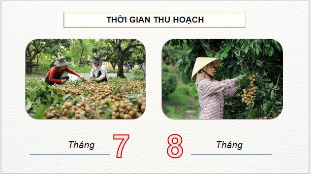 Giáo án điện tử Công nghệ 9 Kết nối tri thức Bài 4: Kĩ thuật trồng và chăm sóc cây nhãn | PPT Công nghệ 9