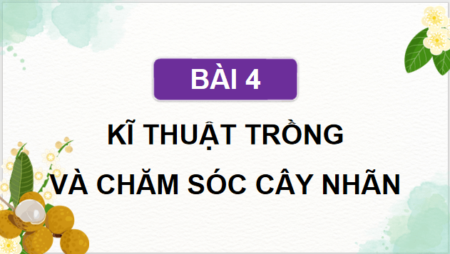 Giáo án điện tử Công nghệ 9 Kết nối tri thức Bài 4: Kĩ thuật trồng và chăm sóc cây nhãn | PPT Công nghệ 9