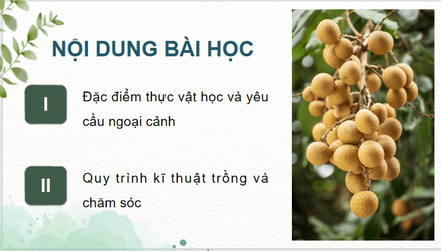 Giáo án điện tử Công nghệ 9 Kết nối tri thức Bài 4: Kĩ thuật trồng và chăm sóc cây nhãn | PPT Công nghệ 9