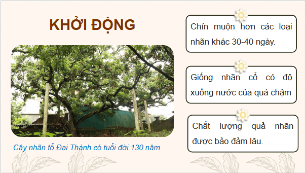 Giáo án điện tử Công nghệ 9 Cánh diều Bài 4: Thực hành nhân giống cây ăn quả bằng phương pháp chiết cành | PPT Công nghệ 9