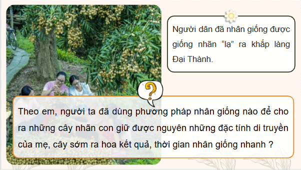 Giáo án điện tử Công nghệ 9 Cánh diều Bài 4: Thực hành nhân giống cây ăn quả bằng phương pháp chiết cành | PPT Công nghệ 9