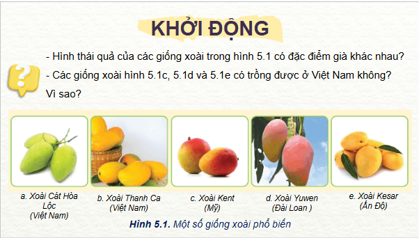 Giáo án điện tử Công nghệ 9 Cánh diều Bài 5: Kĩ thuật trồng và chăm sóc cây xoài | PPT Công nghệ 9