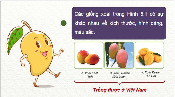 Giáo án điện tử Công nghệ 9 Cánh diều Bài 5: Kĩ thuật trồng và chăm sóc cây xoài | PPT Công nghệ 9