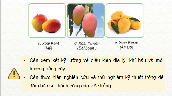 Giáo án điện tử Công nghệ 9 Cánh diều Bài 5: Kĩ thuật trồng và chăm sóc cây xoài | PPT Công nghệ 9