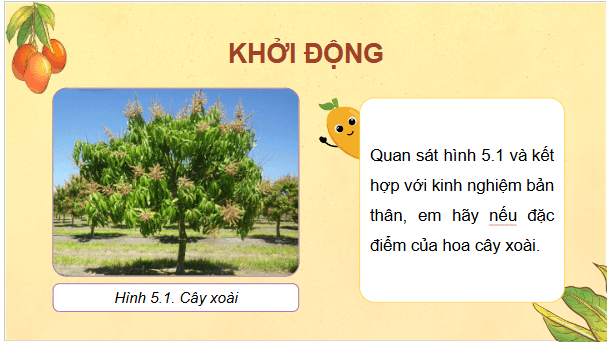 Giáo án điện tử Công nghệ 9 Kết nối tri thức Bài 5: Kĩ thuật trồng và chăm sóc cây xoài | PPT Công nghệ 9