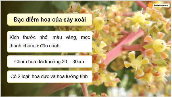 Giáo án điện tử Công nghệ 9 Kết nối tri thức Bài 5: Kĩ thuật trồng và chăm sóc cây xoài | PPT Công nghệ 9