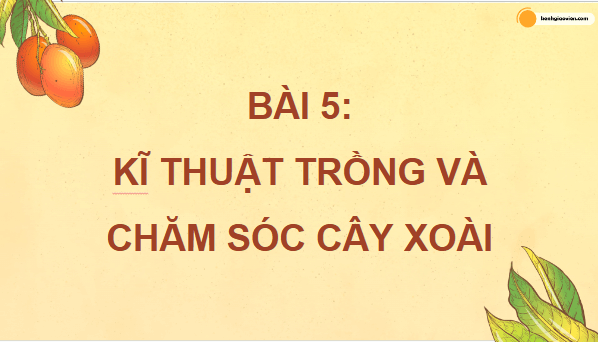 Giáo án điện tử Công nghệ 9 Kết nối tri thức Bài 5: Kĩ thuật trồng và chăm sóc cây xoài | PPT Công nghệ 9