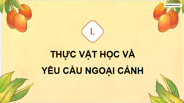 Giáo án điện tử Công nghệ 9 Kết nối tri thức Bài 5: Kĩ thuật trồng và chăm sóc cây xoài | PPT Công nghệ 9