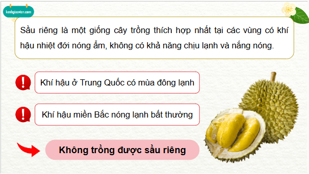 Giáo án điện tử Công nghệ 9 Kết nối tri thức Bài 6: Kĩ thuật trồng và chăm sóc cây sầu riêng | PPT Công nghệ 9