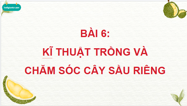 Giáo án điện tử Công nghệ 9 Kết nối tri thức Bài 6: Kĩ thuật trồng và chăm sóc cây sầu riêng | PPT Công nghệ 9