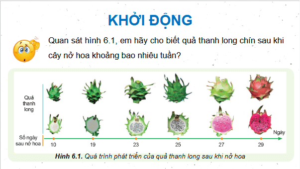 Giáo án điện tử Công nghệ 9 Cánh diều Bài 6: Kĩ thuật trồng và chăm sóc cây thanh long | PPT Công nghệ 9