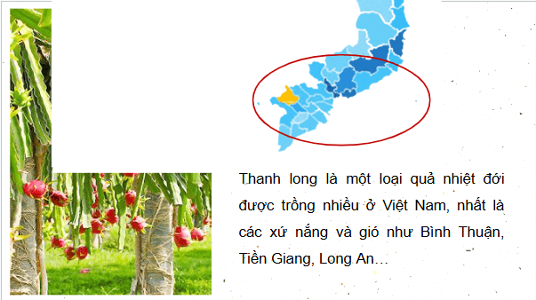 Giáo án điện tử Công nghệ 9 Cánh diều Bài 6: Kĩ thuật trồng và chăm sóc cây thanh long | PPT Công nghệ 9