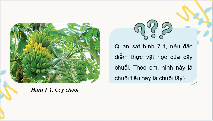 Giáo án điện tử Công nghệ 9 Kết nối tri thức Bài 7: Kĩ thuật trồng và chăm sóc cây chuối | PPT Công nghệ 9